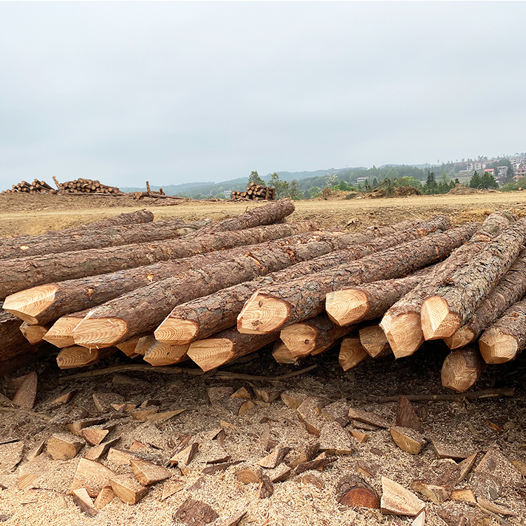 護坡用松木樁供應商廠家哪里有？