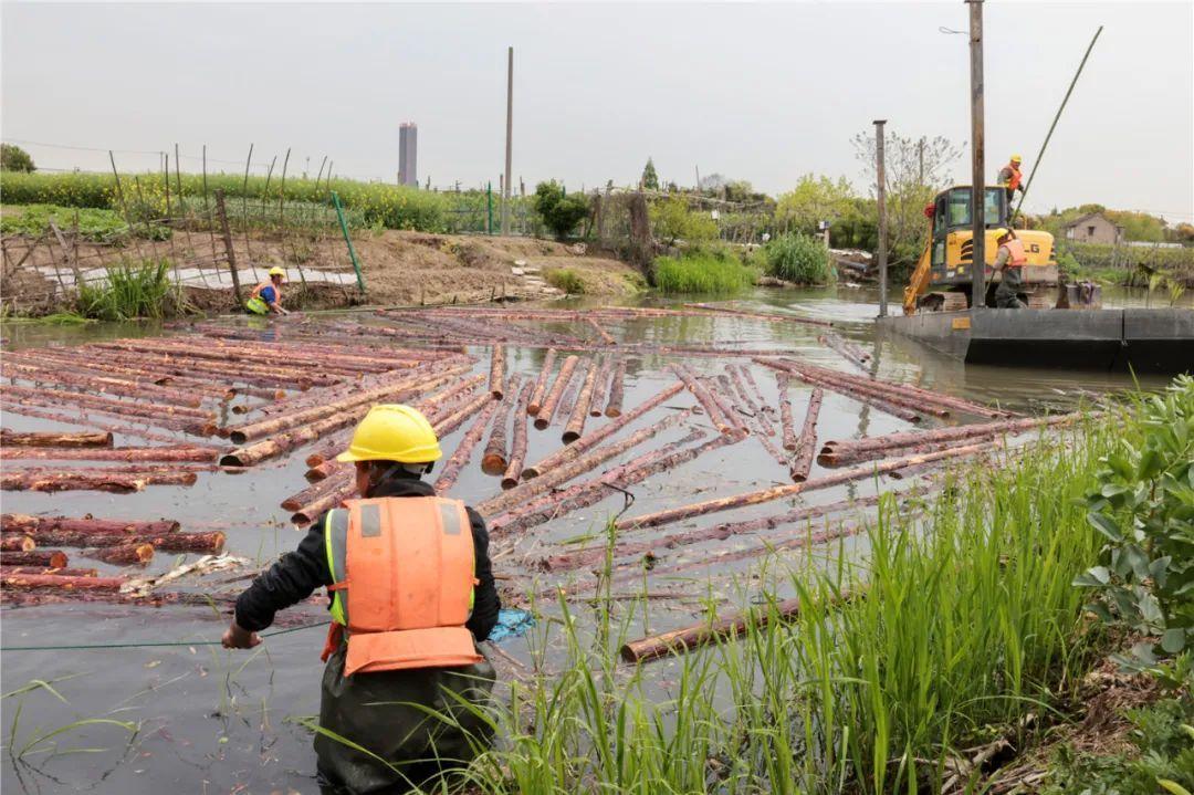 改善水環境！徐行122條段村級河道用木樁對河岸進行加固整治